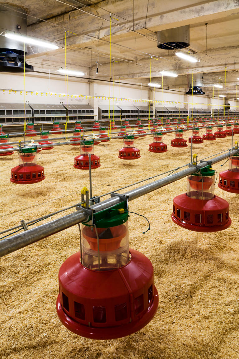 Kümes Yemleme Sistemi