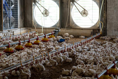 Kümes Soğutma Sistemi