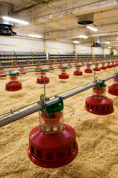 Kümes Yemleme Sistemi